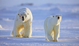 人与动物做爱视频